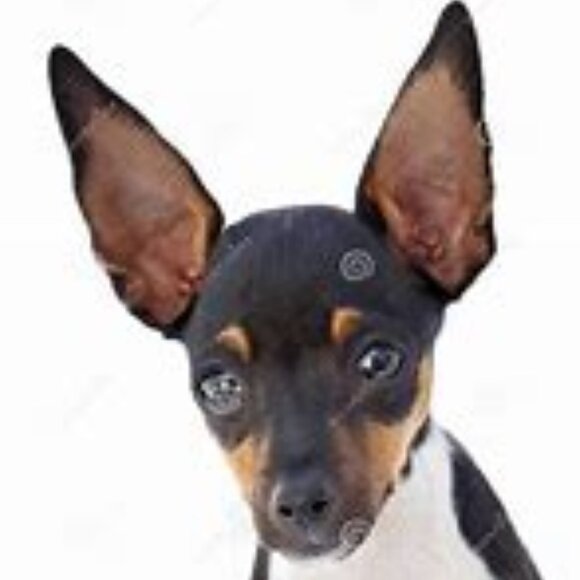 Meet your Posher, Denise - Picture 1 of 1